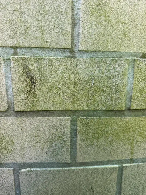 Close-up van groene aanslag en algen op gevelsteen