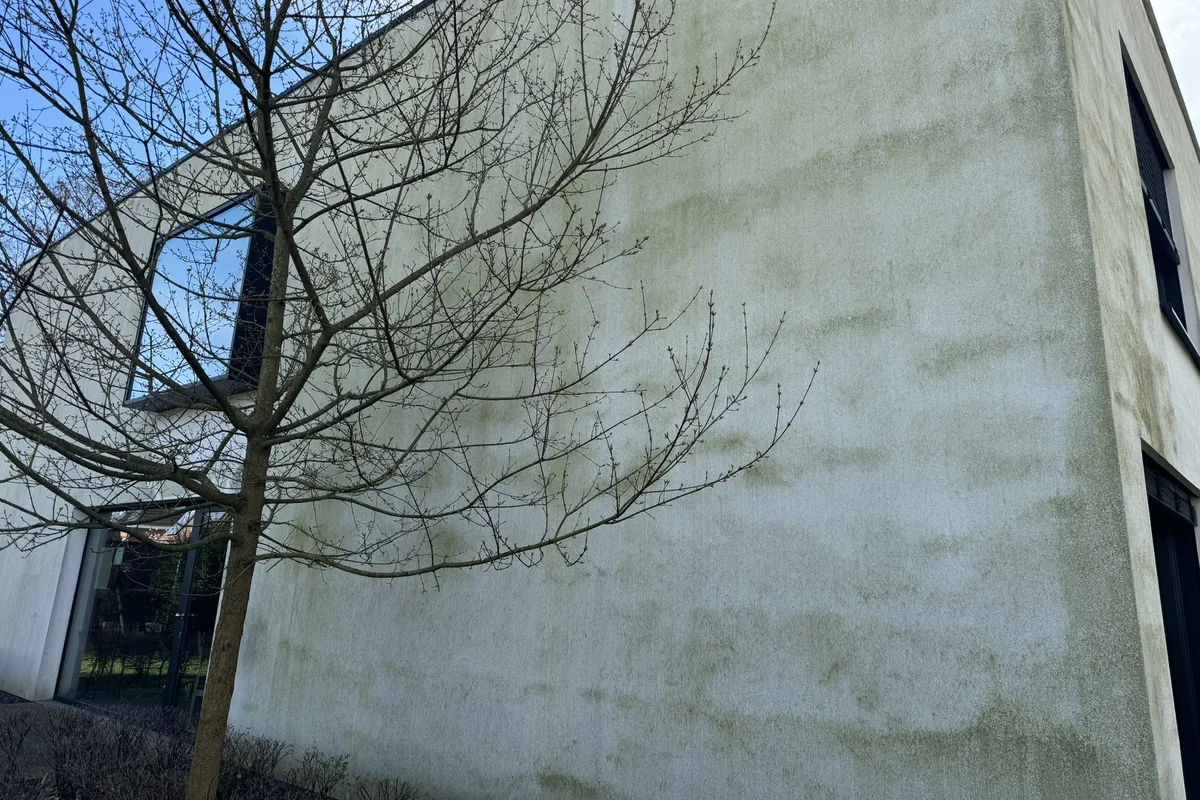 Crepigevel met een boom ervoor; het gevelvlak achter de boom toont een groene waas, de open hoek ernaast is proper.