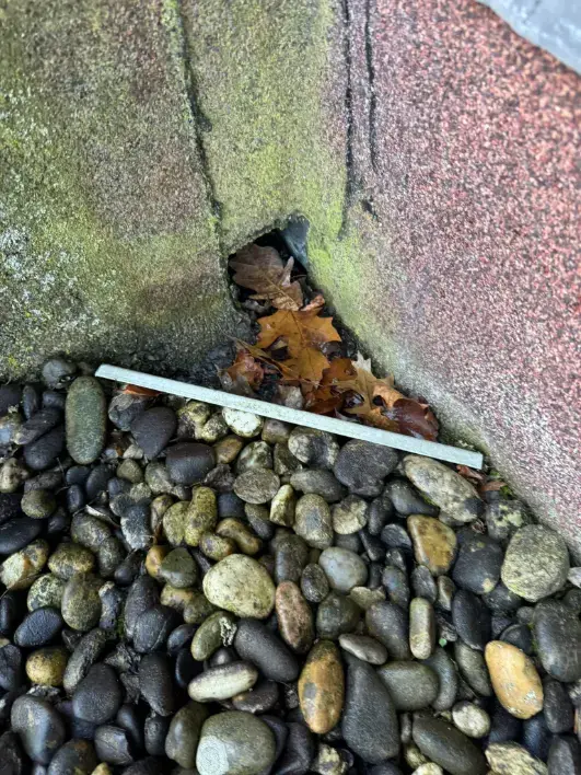 Hoekafvoer van een plat dak in Merelbeke, vol bladeren, vóór de reiniging.